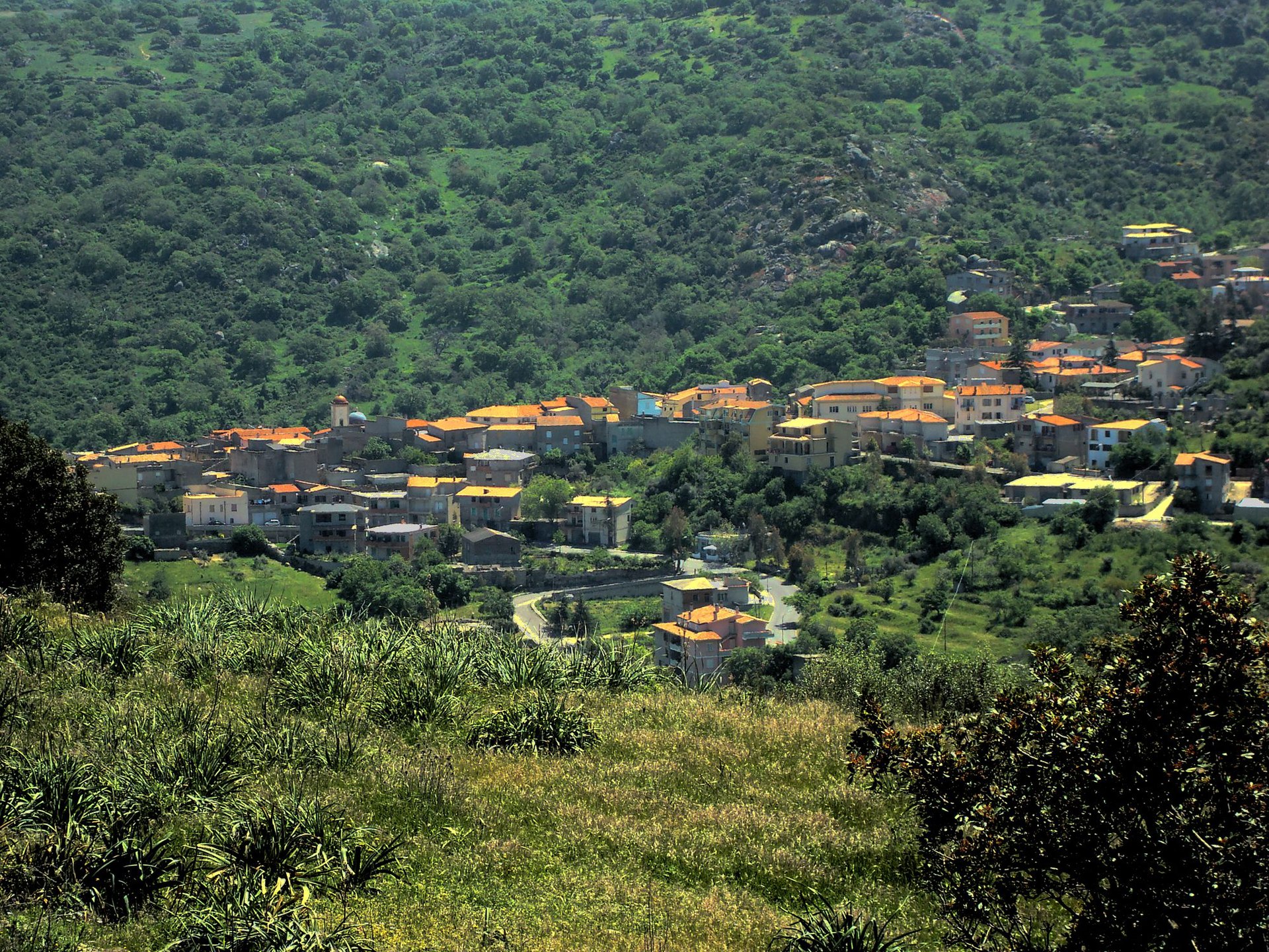 Oniferi